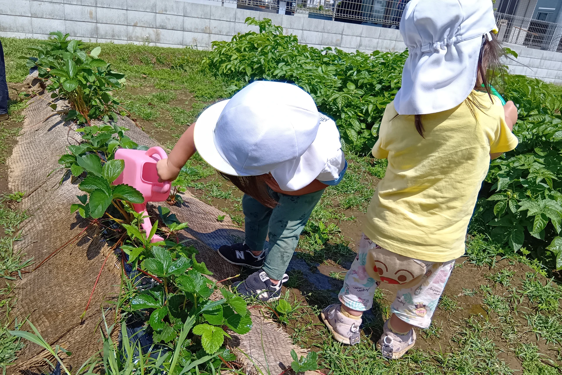 越谷どろんこ保育園 活動写真