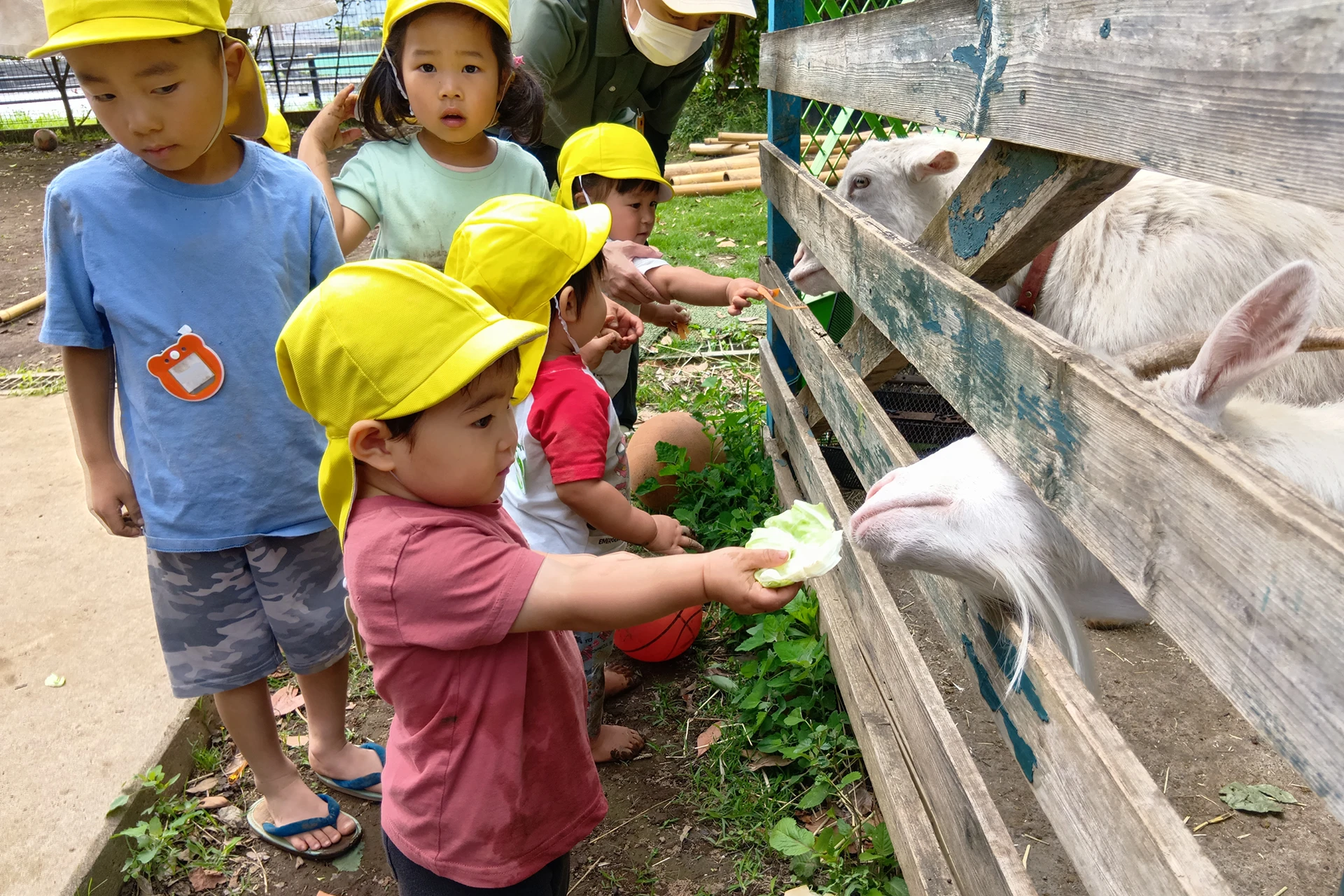 越谷レイクタウンどろんこ保育園 活動写真