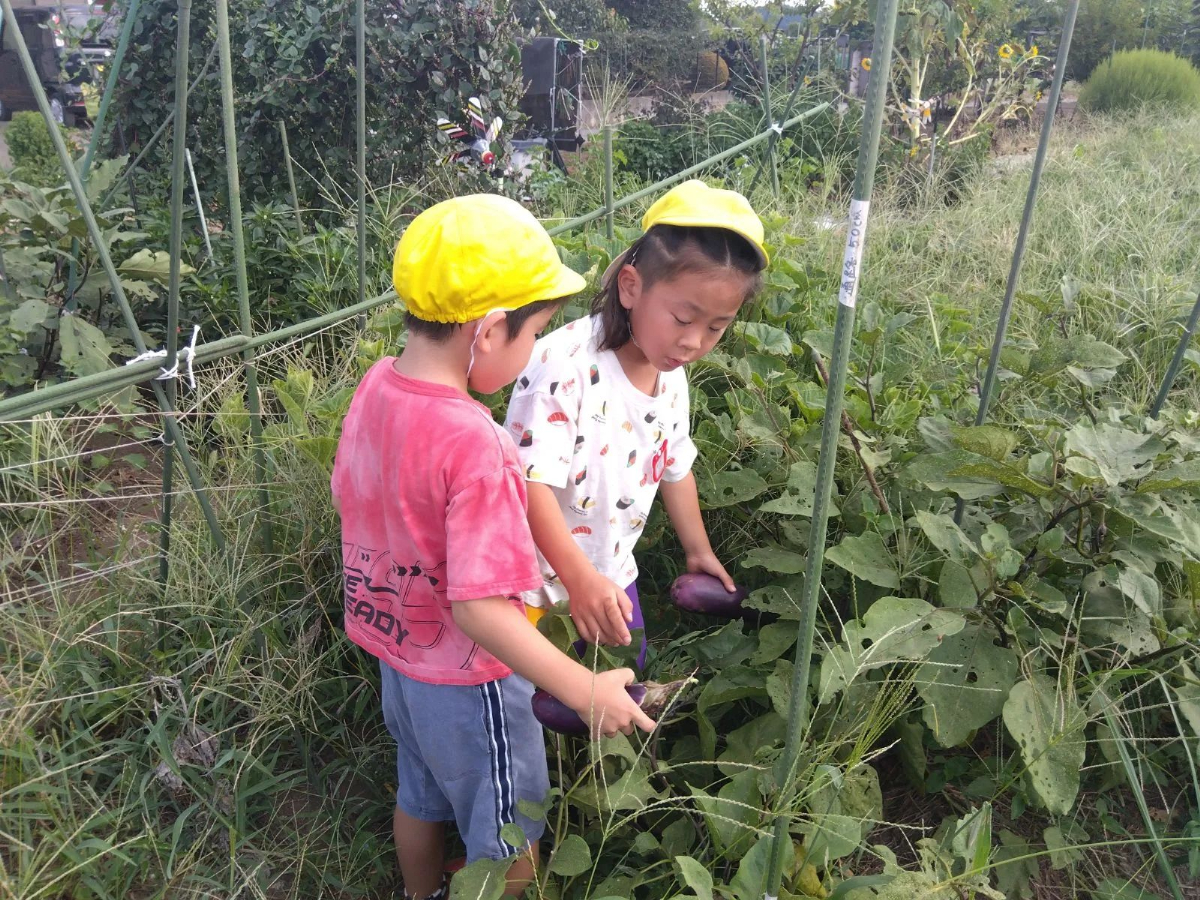 ナスを収穫する子どもたち